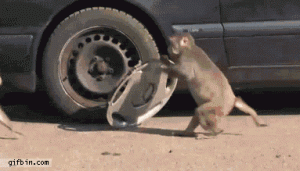 1310033774_monkey_steals_wheel_cover[1]