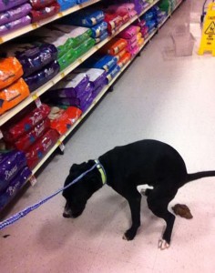 dogpooppetsmart[1]
